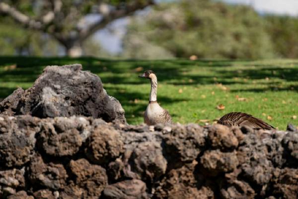 夏威夷禁止喂猫救濒危物种,爱猫人士33年坚持竟面临重罚(图2) 游民星空